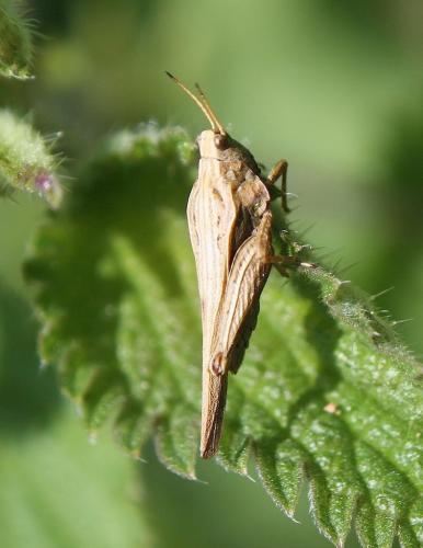 Tetrix sp.